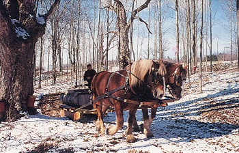 Featured is a postcard image of maple sap gathering in New England (the old fashioned way).  The original (matted and great for framing) postcard is for sale in The unltd.com Store.
